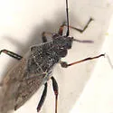 Nysius fuscovittatus - photo 5