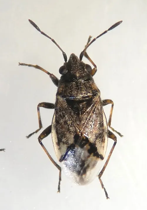Nysius huttoni