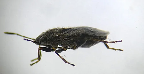Nysius huttoni - photo 2