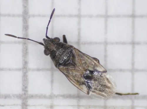 Nysius huttoni - photo 3