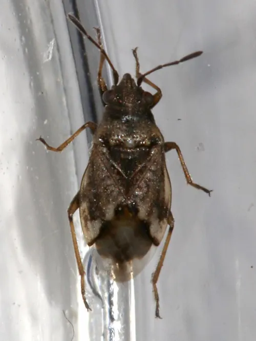Nysius huttoni - photo 4
