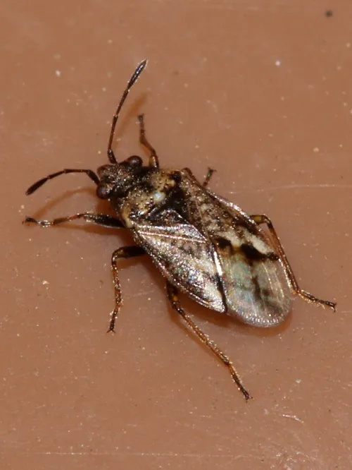 Nysius huttoni - photo 5