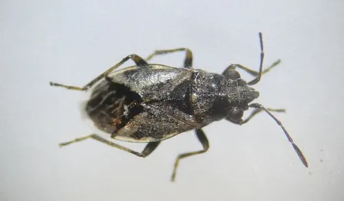 Nysius huttoni - photo 6