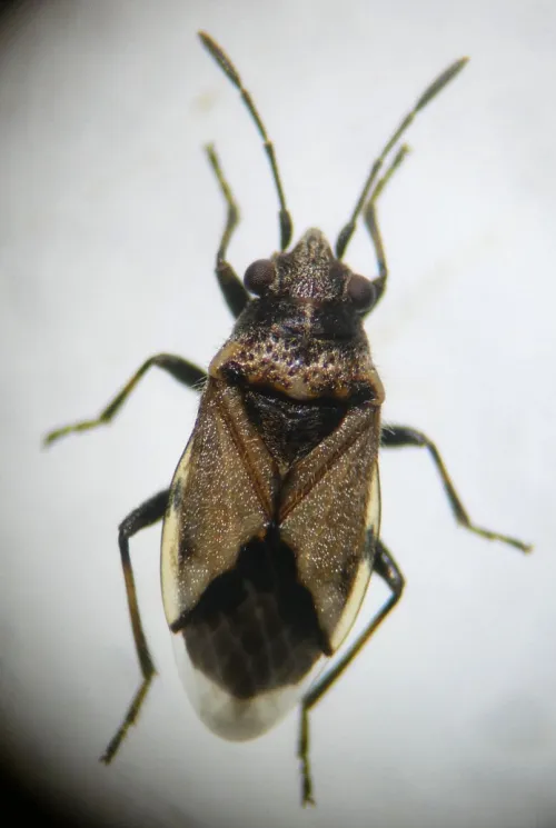 Nysius huttoni - photo 7