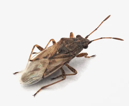 Nysius senecionis