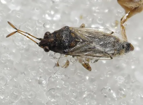 Nysius senecionis - photo 2