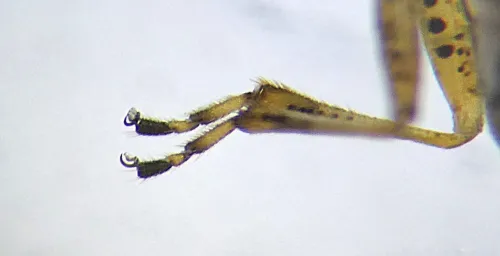 Nysius senecionis - photo 3