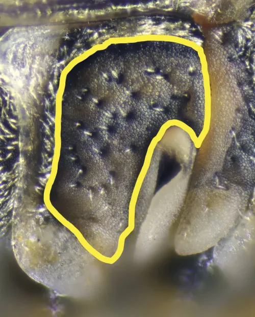 Nysius senecionis - photo 4