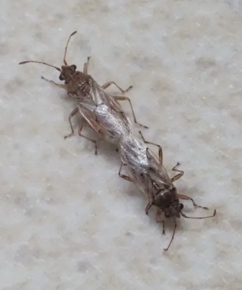 Nysius senecionis - photo 5