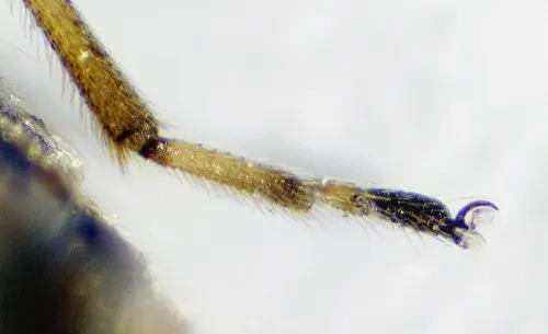 Nysius senecionis - photo 6