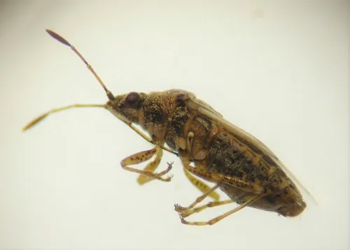 Nysius senecionis - photo 7