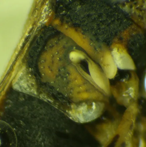 Nysius senecionis - photo 8