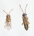 Nysius tenellus 0