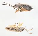 Nysius tenellus 0 - photo 2