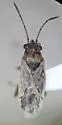 Nysius tenellus 0 - photo 3