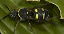 Nysson aequalis