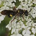 Nysson aequalis - photo 3