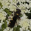 Nysson aequalis - photo 4