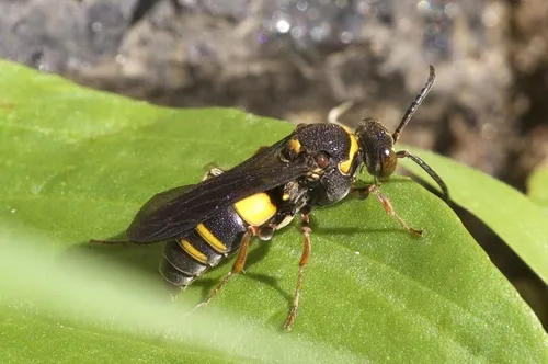 Nysson plagiatus