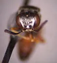 Nysson recticornis