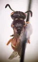 Nysson recticornis - photo 2