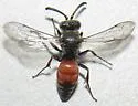 Nysson rusticus