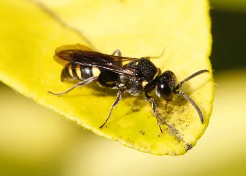 Nysson trimaculatus