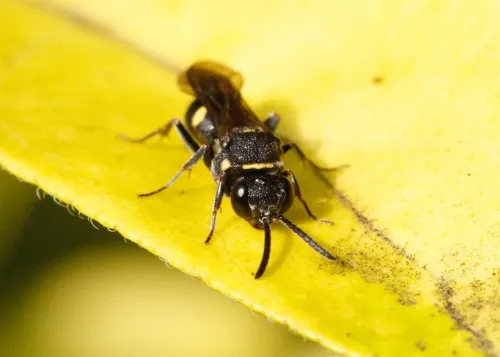 Nysson trimaculatus - photo 2