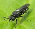 Nysson tristis