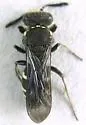 Nysson tristis - photo 2