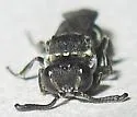 Nysson tristis - photo 4