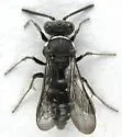 Nysson tristis - photo 5