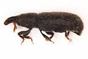 Nyssonotus seriatus - photo 2