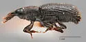 Nyssonotus seriatus - photo 4