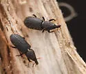 Nyssonotus seriatus - photo 5