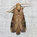 Nystalea eutalanta - Hodges#7947 - photo 2