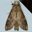 Nystalea eutalanta - Hodges#7947 - photo 4