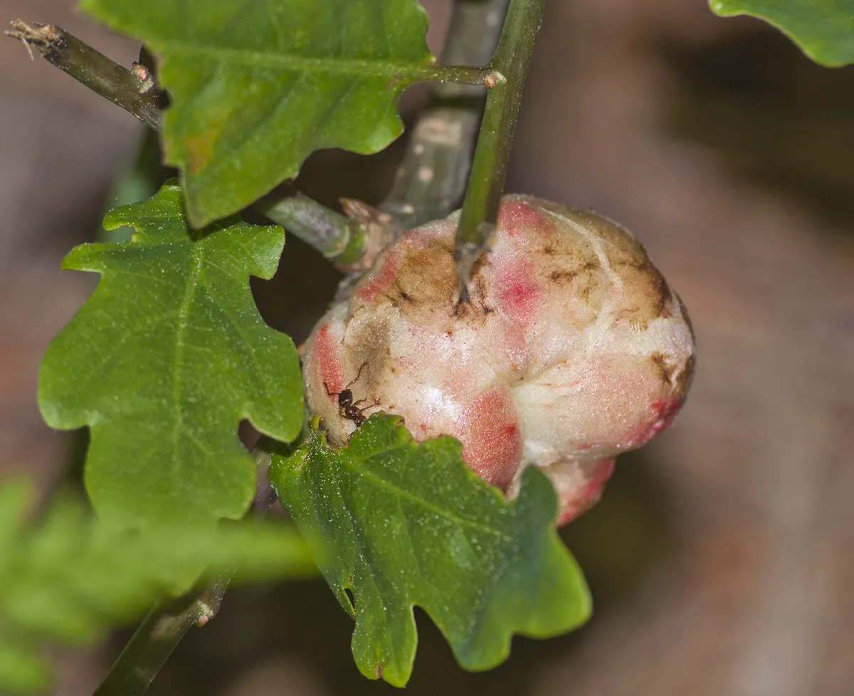 Oak Apple Gall Wasp - photo 3