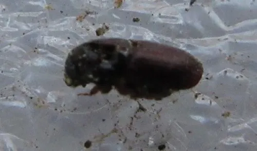 Oak Bark Beetle - photo 2