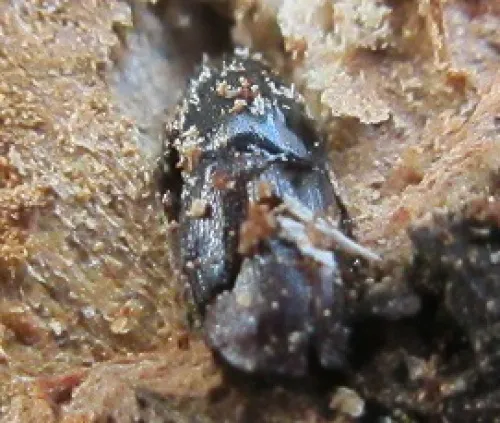 Oak Bark Beetle - photo 3