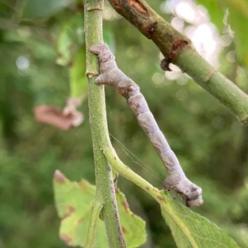 Oak Beauty - photo 3