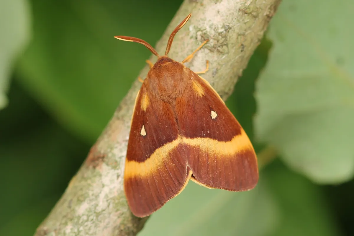 Oak Eggar - photo 3