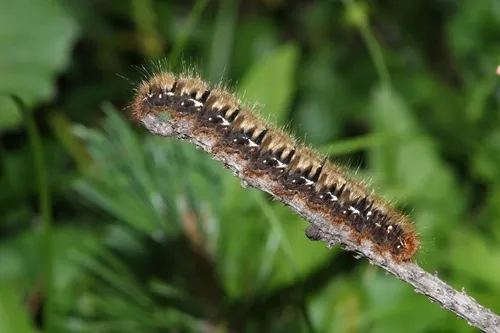 Oak Eggar - photo 4