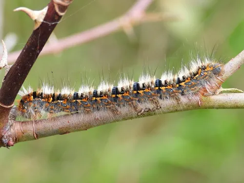 Oak Eggar - photo 5