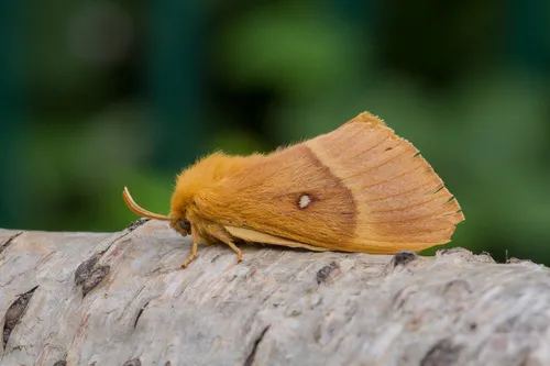 Oak Eggar - photo 6