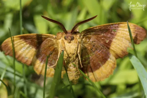 Oak Eggar - photo 7