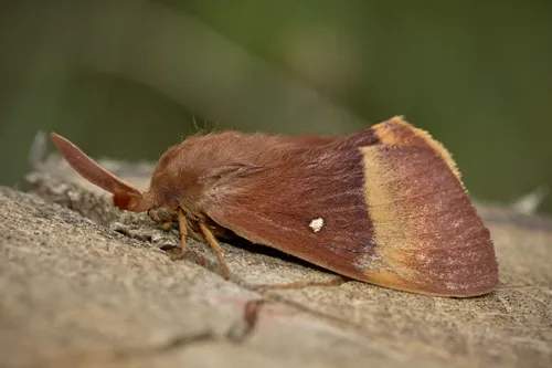 Oak Eggar - photo 8