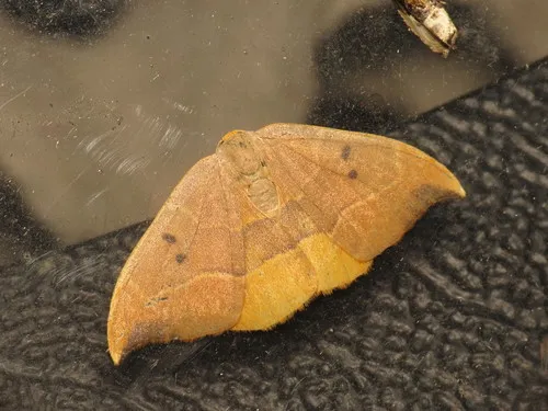 Oak Hook-tip - photo 2