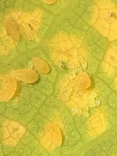 Oak Leaf Phylloxera - Phylloxera glabra