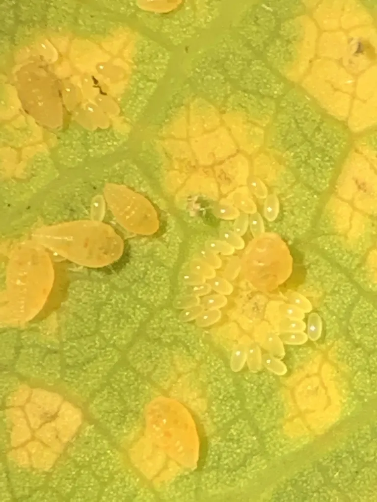Oak Leaf Phylloxera - photo 2